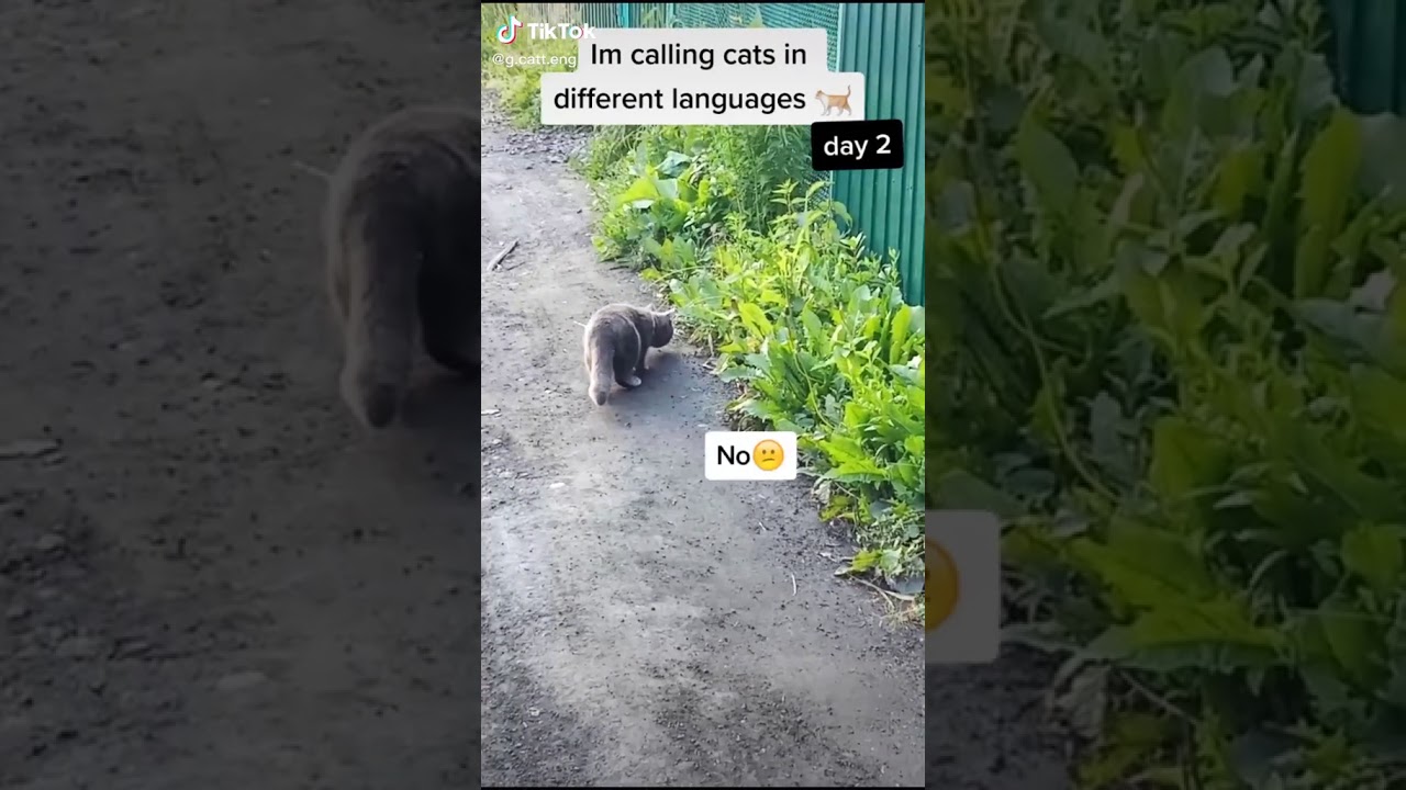 STARDENBURDENHARDENBART day2 Cat Calling in different languages (German