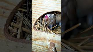 INSIDE MY JAVA FINCH BREEDING COLONY🪽🥚