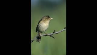 Marsh Warbler Bird Call