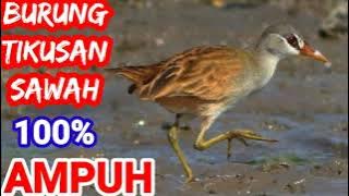 🔴 Suara Pikat Burung Tikusan Sawah/Rawa Mp3 Sangat Ampuh...