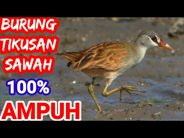🔴 Suara Pikat Burung Tikusan Sawah/Rawa Mp3 Sangat Ampuh... class=