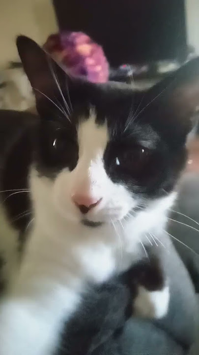 Smoke GLOWS his eye in the dark WHAT HAPPENS NEXT IS SHOCKING @darkpinkfox300