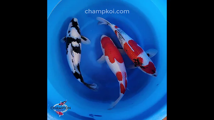 2024FALL-098 2yr Stunning Doitsu Kohaku, Ginrin Showa, Shiro Utsuri by OGATA Koi Farm