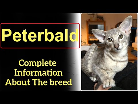 Video: Peterbald (St. Petersburg Sphynx): Mô Tả Về Giống, ảnh, Tính Cách Và Nội Dung Của Con Mèo, đánh Giá Của Chủ Sở Hữu