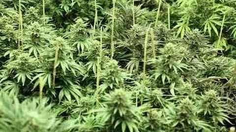 What Kind of Pot Growing is 'Green?' Susie Cagle