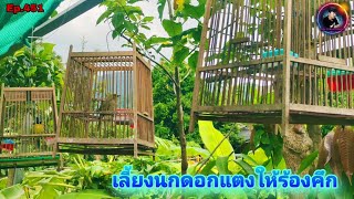 Download Lagu แนะนำมือใหม่ตอบคำถามFc บอกวิธีเลี้ยงนกใหม่ดอกแตงให้ร้องและคึก(Stripe-throated Bulbul) MP3