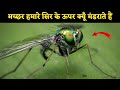 मच्छर हमारे सिर के ऊपर क्यूँ मंडराते हैं, #shorts, #amazing #facts