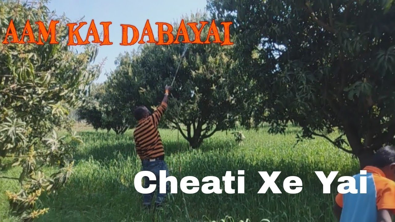 Aam Kai Dabayai Cheati Xe Yai