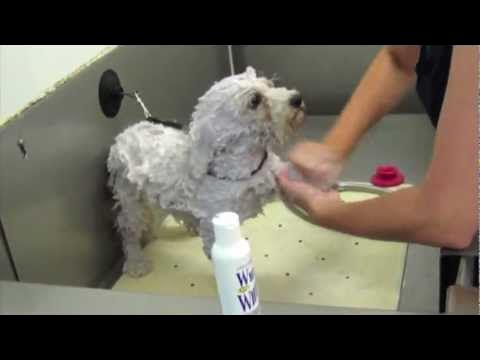 how do you bathe a bichon frise puppy