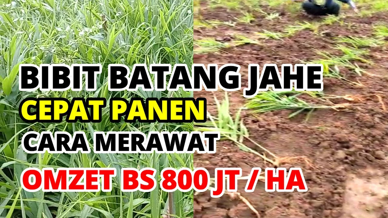 Tanam Jahe Pakai Bibit Batang, Cepat Panen Dengan Omzet 800 Jt / Ha