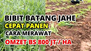 Planting Ginger Using Stem Seeds, Harvest Fast With A Turnover of 800 Million / hectare