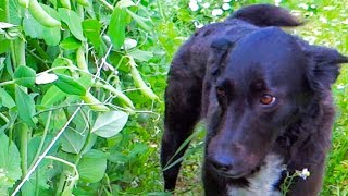 Smart Dog Picks Her Own Peas - funny