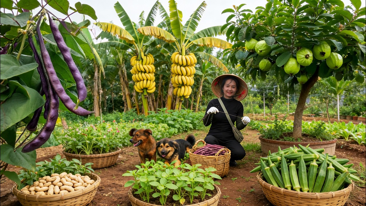 Harvest Sugarcane, Pineapple, Bananas, Guava To Sell At The Market – Cook With Them,Care For Animals