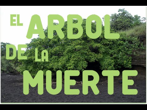 Video: Árbol Fusiforme De Hoja Ancha