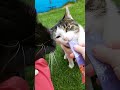 #katzen