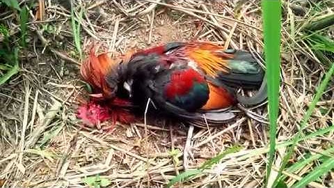 cuab qaib qus tuas qaib qus lom zem heev