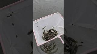 Catching Fish With A Seser Net