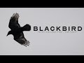 Blackbird - Peter Hollens feat. Tim Foust