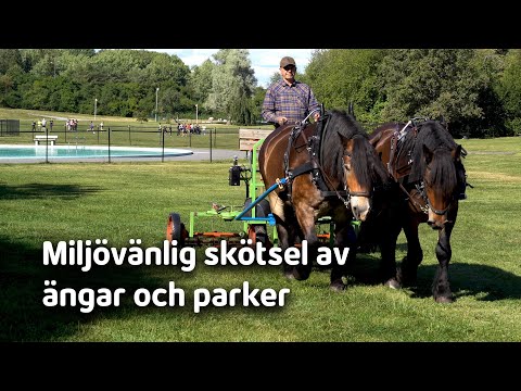 Video: Miljövänliga Alternativ Till Vägsalt