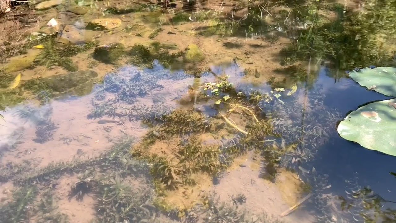 かえる池 の生き物たち Youtube