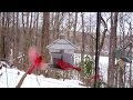 Winter Birds' Feeding Frenzy  (Cats LOVE It!)