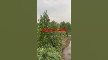 Beauty of Panjab #missiitian #iitropar #youtube #youtubeshorts #panjab #nature #shorts #shortvideo