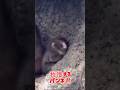 #babymonkey #がんばれパンチ #monkey #パンチくん #animals #市川市動植物園 #パンチ君#punchmonkey #punch