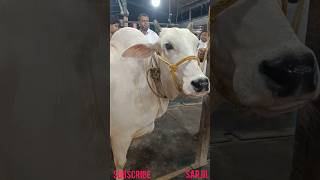 Beautiful Bachi Cow Of Bagjalla 2024