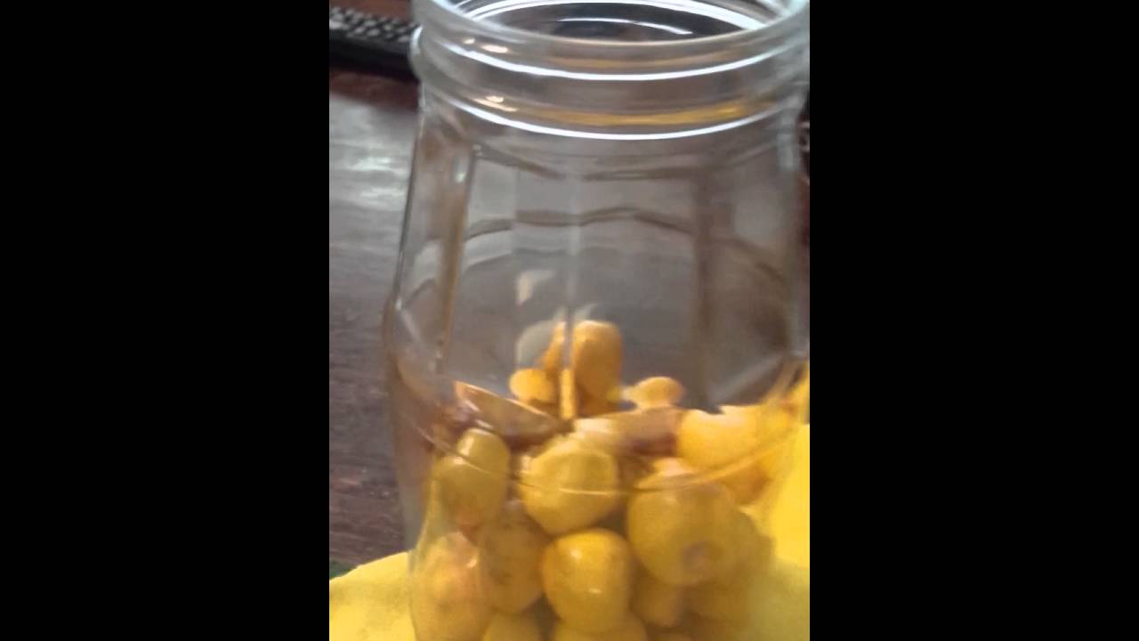 Cómo curtir nanches YouTube