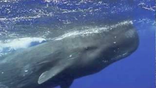 Waltze of the Whales.m4v