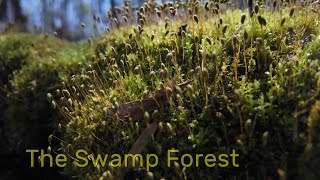 The Swamp Forest - Sprouts of Spring - Osmo Pocket 3