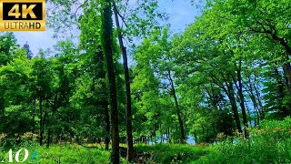 Birdsong｜Healing water sounds｜Forest sounds｜Sound of water (sleep/relaxation)