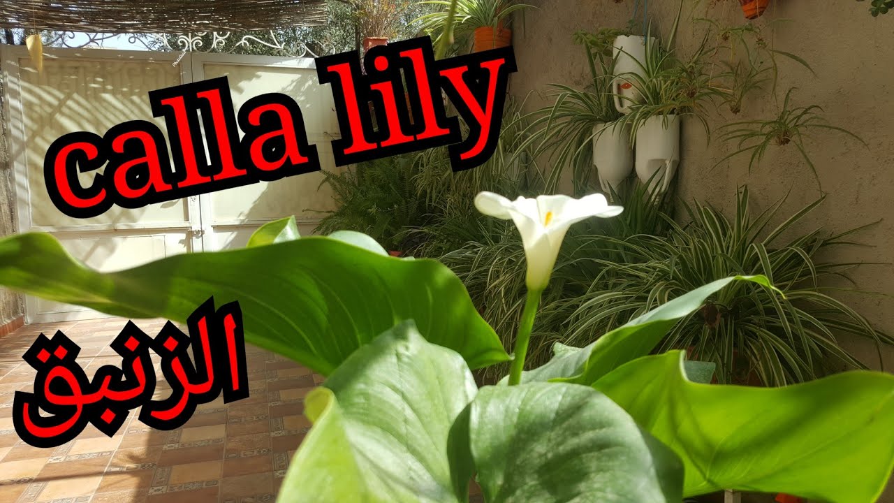 calla lily / كيف أدفع الكالا ليلي/زنبق العشاق/الأروم للإزهار