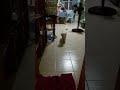 Jrt Nano Ep. 53
