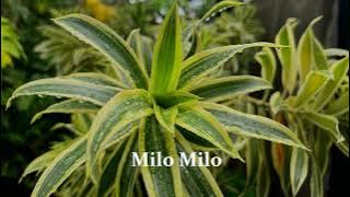 Milo Milo Tasya Mardisa || Musik Kizomba Timor Leste