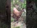 Mule Deer Buck Destroying Backyard Tree