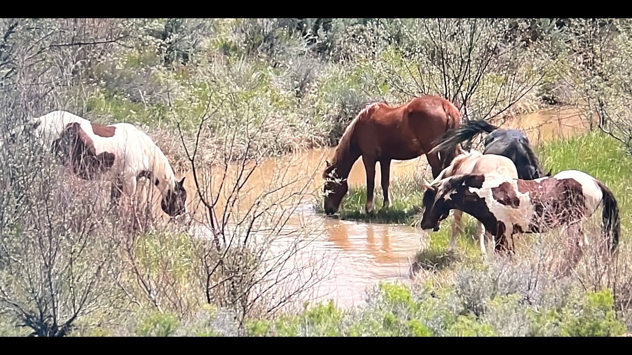 NEW 2025 Wild Horses of America S2 E4 McCullough Peaks in Wyoming by Karen King