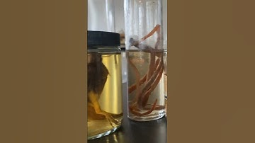 Fluid preserved specimens inside an abandoned school ￼#urbex #abandonedplaces #ghosttown ￼