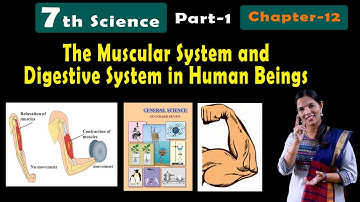 7th Science | The Muscular System and Digestive System in Human Beings | Part - 1 | Chapter-12