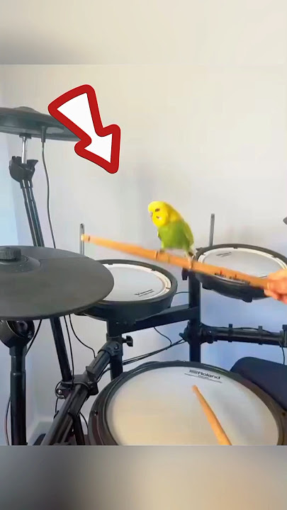 This Bird Has a Unique Talent: Singing While Its Owner Plays the Drum! 🐦🥁 #shorts