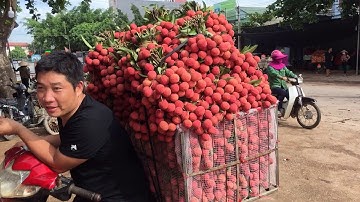 Giá vải thiều lục ngạn | giá cao 35k- 40k luôn tập trung tại khu vực tân quang phì điền