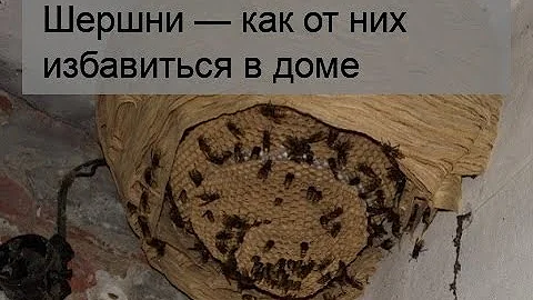 Шершни — как от них избавиться в доме