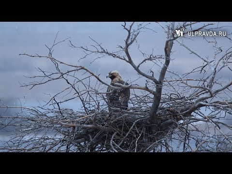 В Ульяновской области