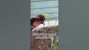 Removing Nutsedge Weeds From Flowerbeds