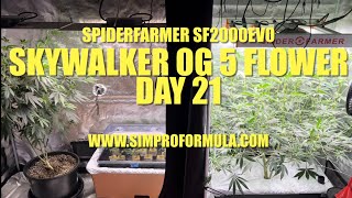Skywalker OG 5 Flower Day 21 #spiderfarmersf2000 EVO 4x2 Grow Tent 6” Clip Fan @simproformula4640