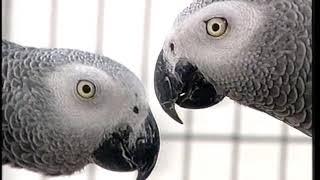 African Grey Parrots | Care and Breeding | Part 1 (Full) screenshot 5