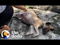 Puppy Whose Tummy Was So Big He Couldn&#39;t Move Completely Transforms | The Dodo