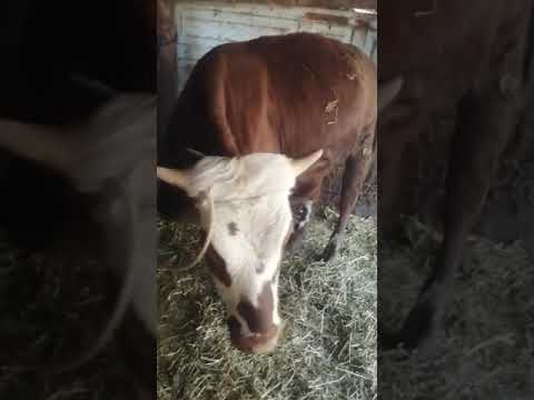 Спасение быка. Скорая ветеринарная помощь. Лечение Тимпании крс.