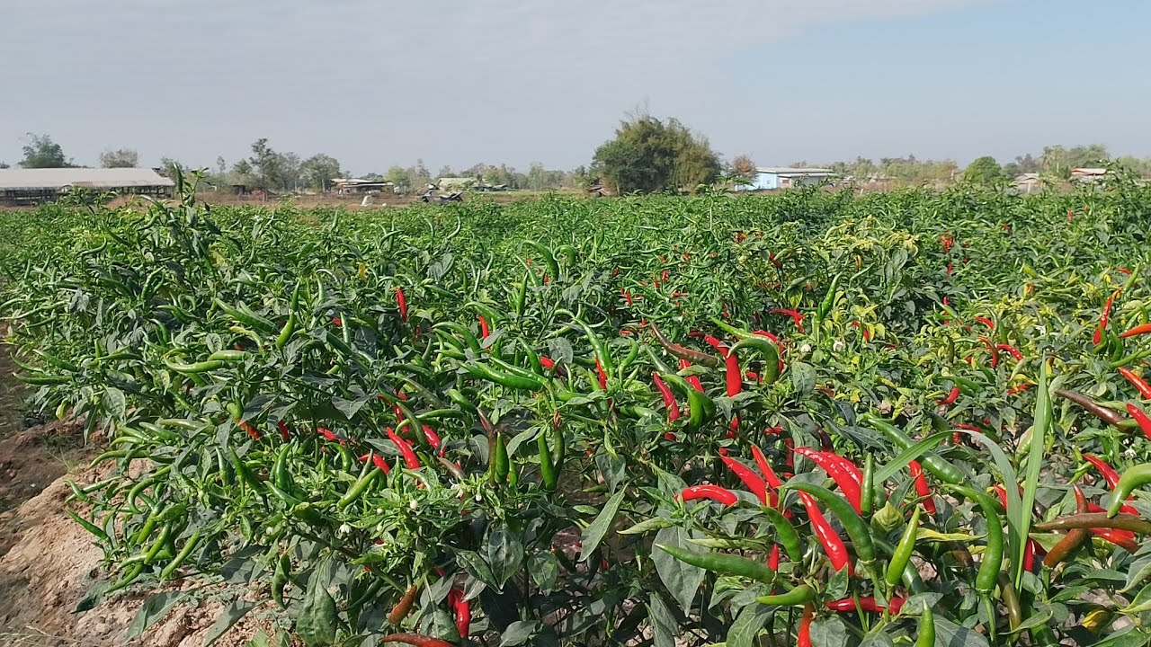 สวนพริกเงินแสน🌶️🌶️
