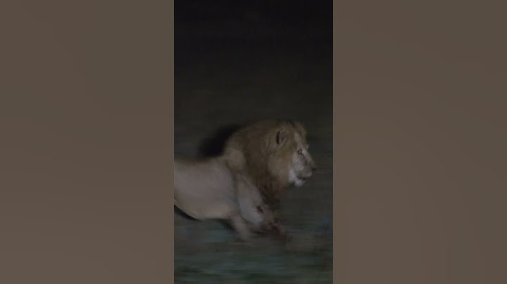 Male Lion takes on Hyena Clan Alone!